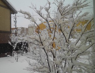 しばらくは静観