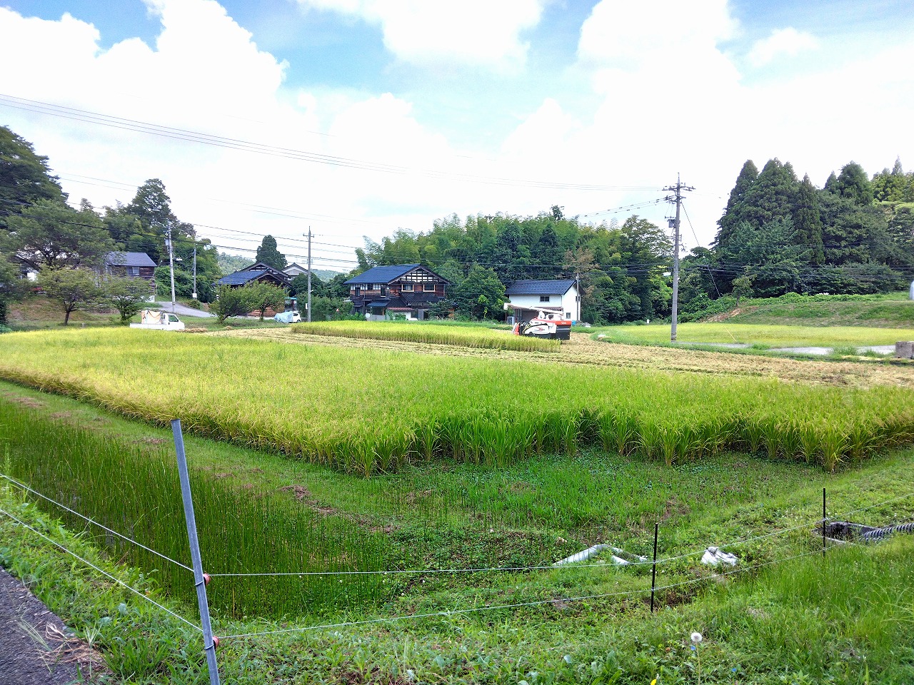稲刈り